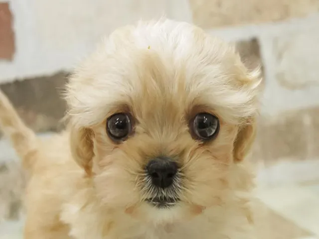 熊本県のハーフ犬・ミックス犬 (ペッツワン熊本宇土店/2025年1月26日生まれ/男の子/アプリコット)の子犬